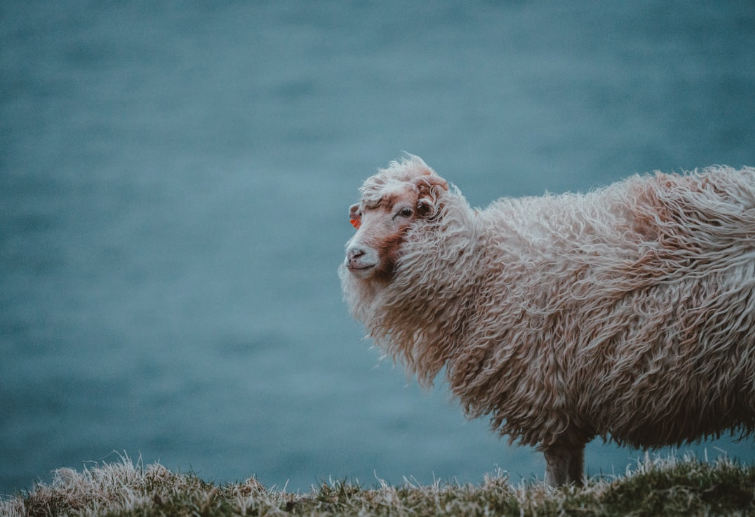 A sheep watching the hills