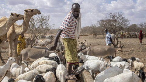 UN names 2026 as the International Year of Rangelands and Pastoralists