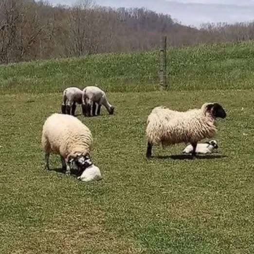 Irish lambs