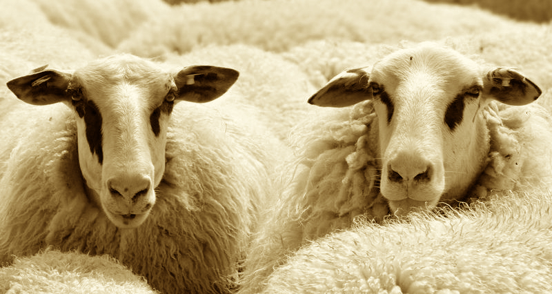 A flock of sheeps.