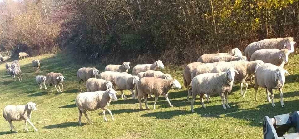 Picture of a croatian wool yarn.