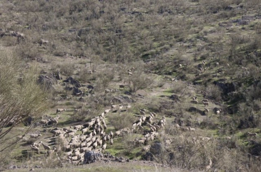 The charming valley where the flock stays for the winter months
